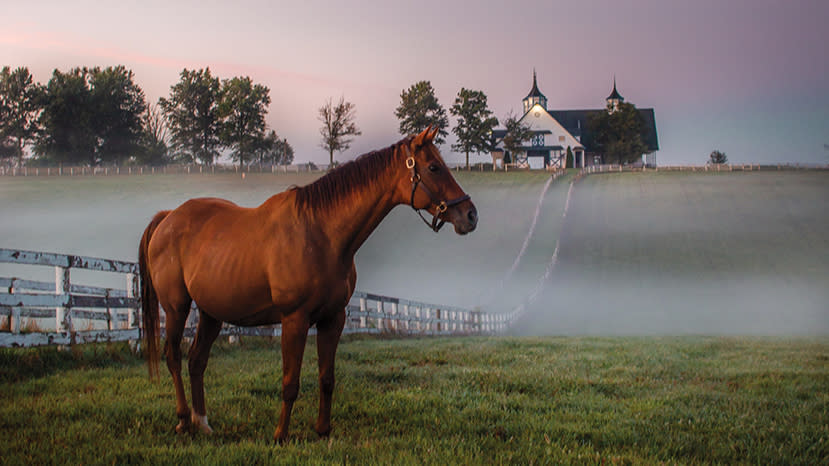 肯塔基马场
